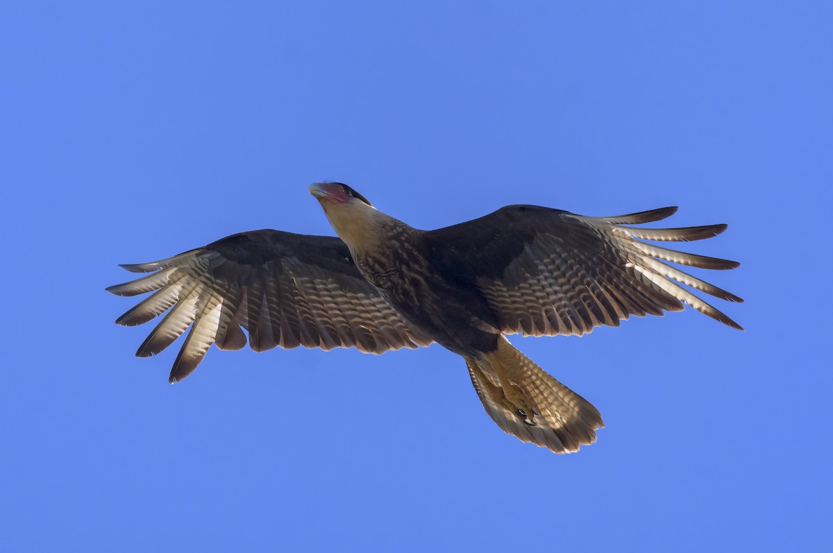 Crested Caracara (Southern) - ML150156841
