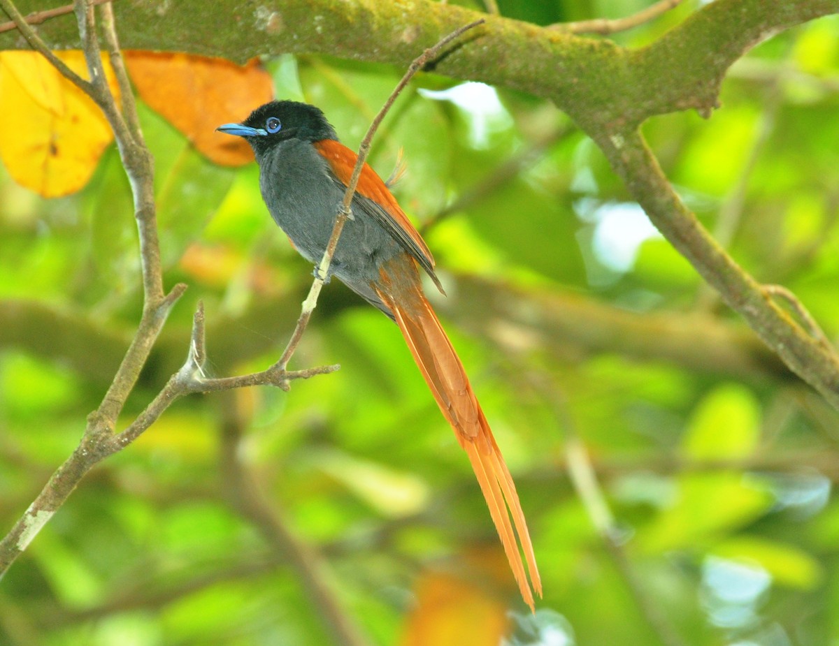 Rufous-vented Paradise-Flycatcher - ML150156971