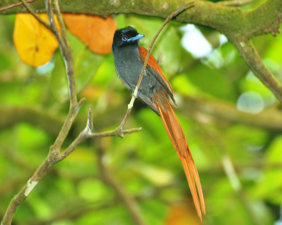Rufous-vented Paradise-Flycatcher - ML150156991
