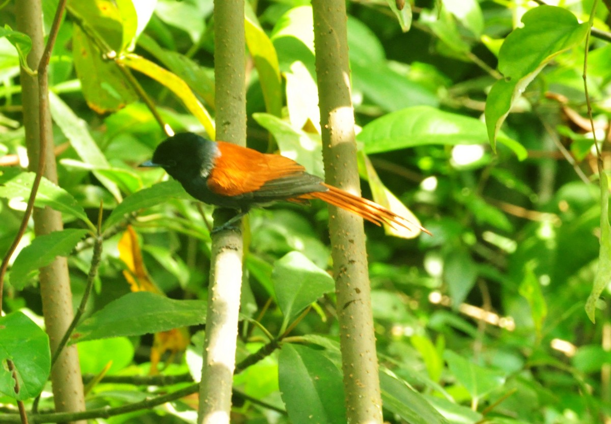 Rufous-vented Paradise-Flycatcher - ML150157641