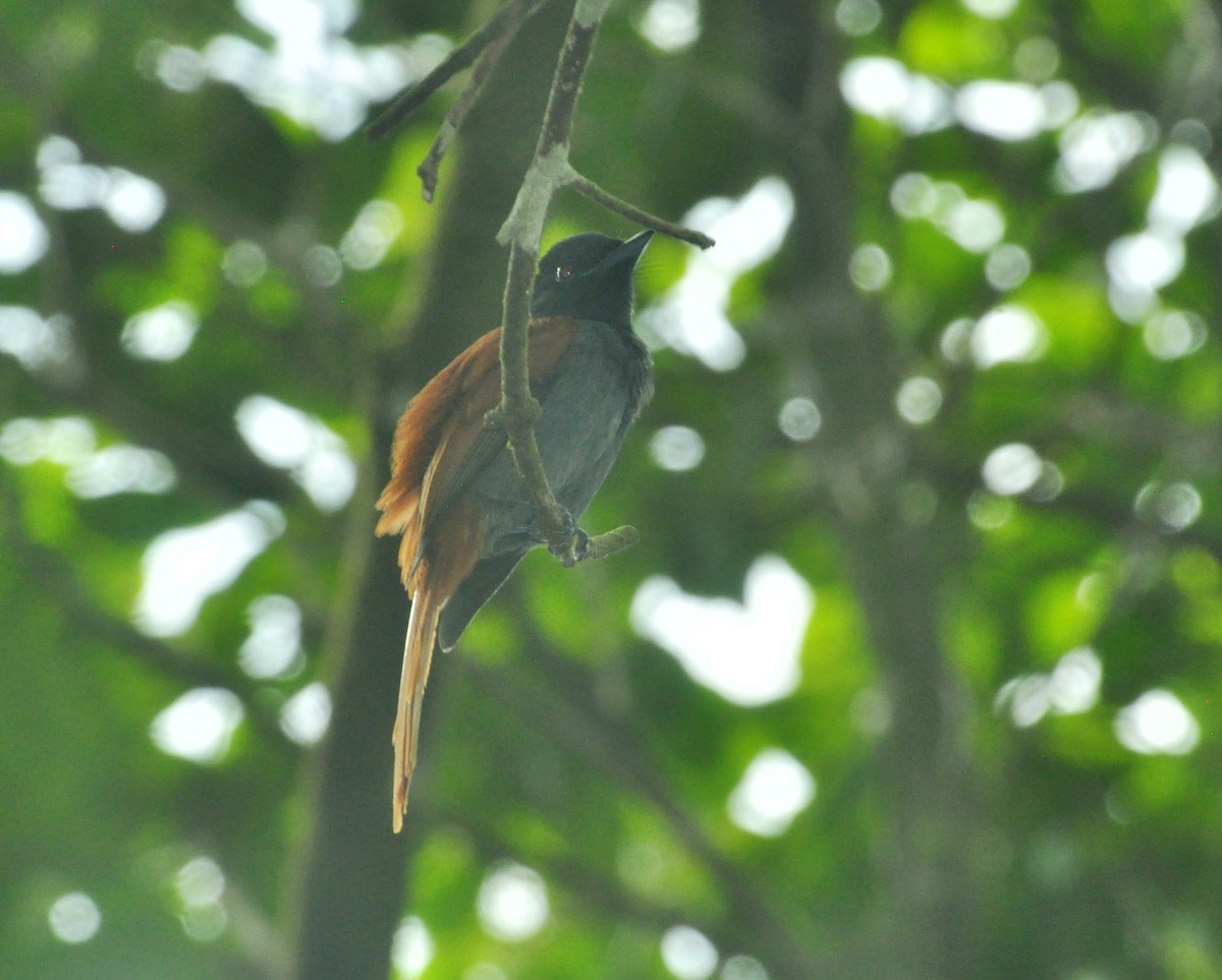 Rufous-vented Paradise-Flycatcher - ML150157651