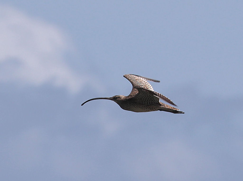 Far Eastern Curlew - jannette and peter manins