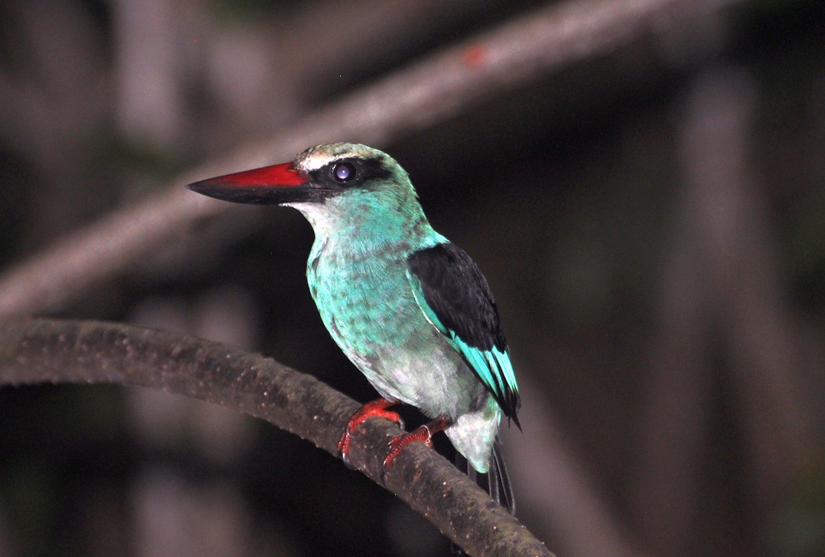 Blue-breasted Kingfisher - ML150158061