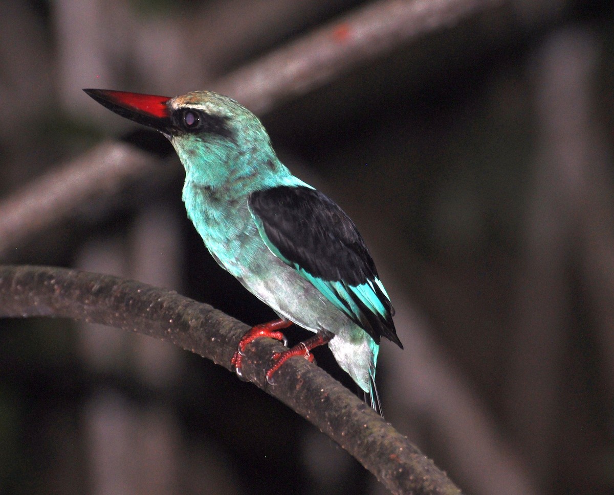 Blue-breasted Kingfisher - ML150158071