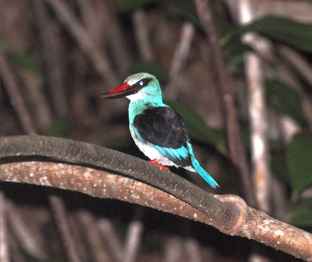 Blue-breasted Kingfisher - ML150158081