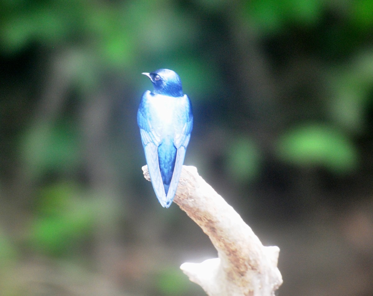 White-throated Blue Swallow - ML150158941