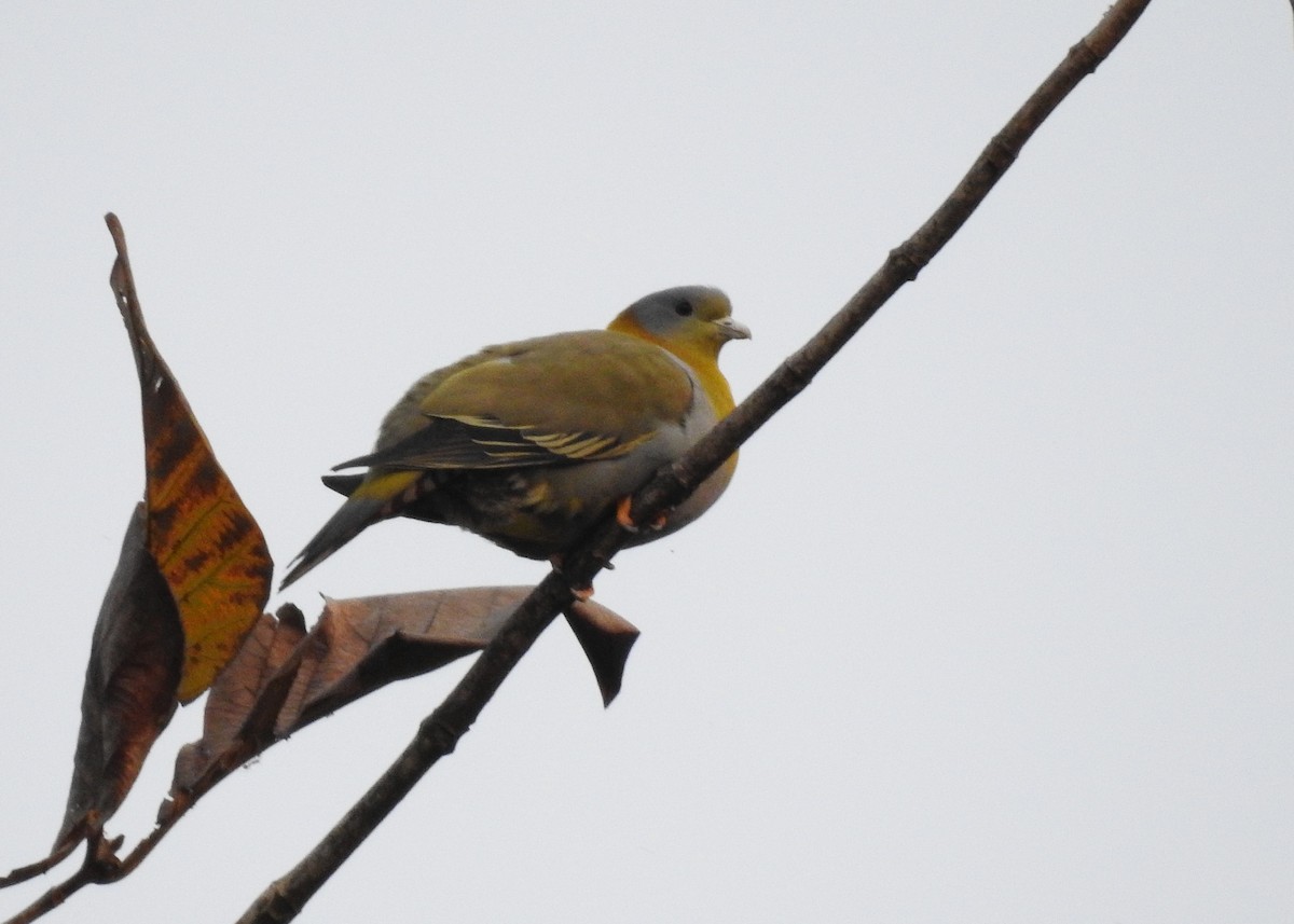 Yellow-footed Green-Pigeon - Mark Smiles