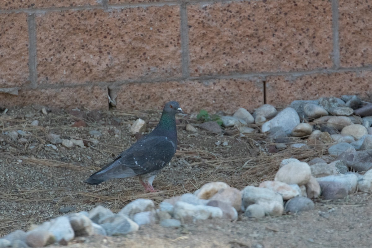 Rock Pigeon (Feral Pigeon) - Mike Andersen