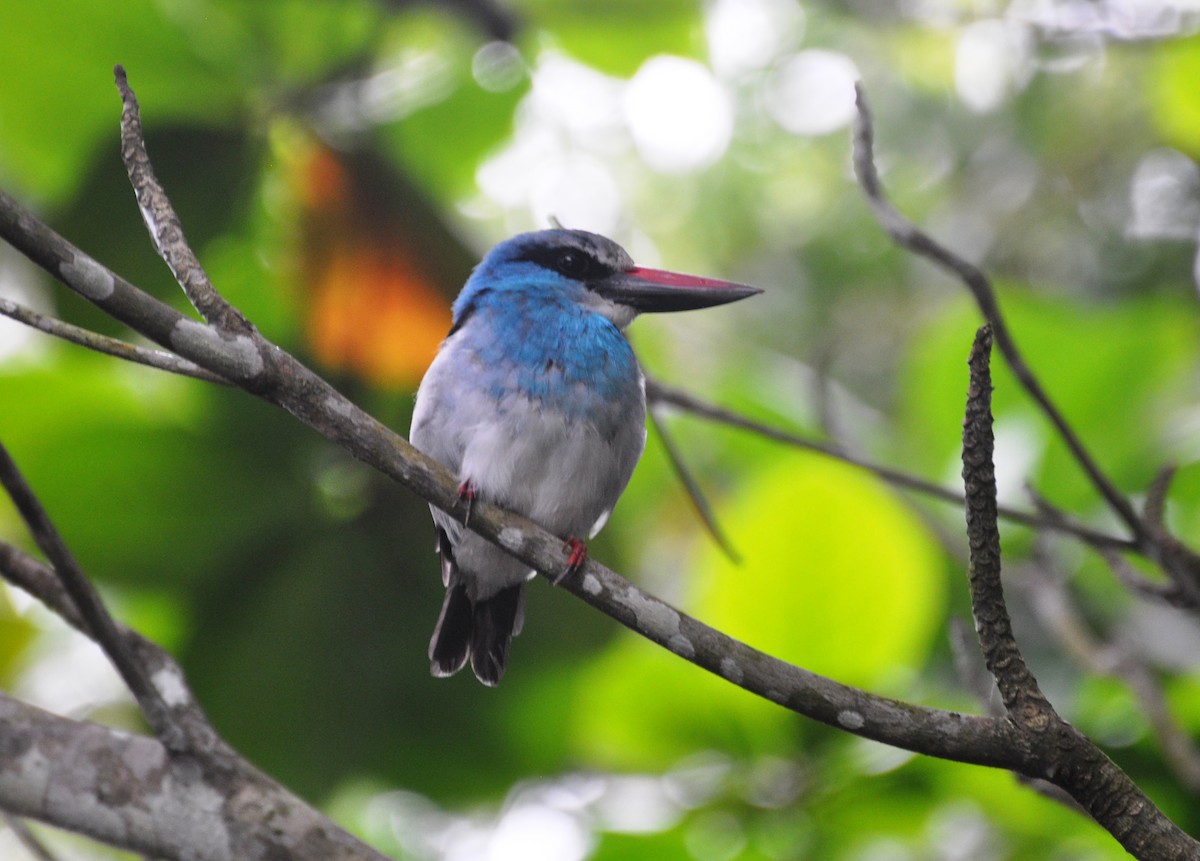 Blue-breasted Kingfisher - Andres Angulo Rubiano