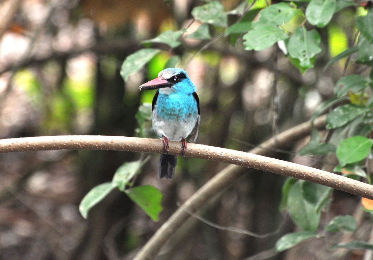 Blue-breasted Kingfisher - ML150159331