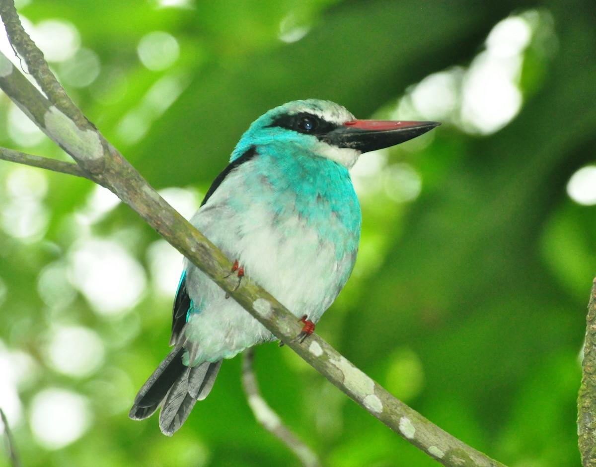 Blue-breasted Kingfisher - ML150159341