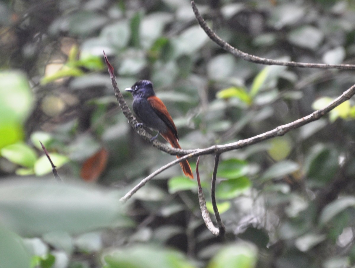 Rufous-vented Paradise-Flycatcher - Andres Angulo Rubiano