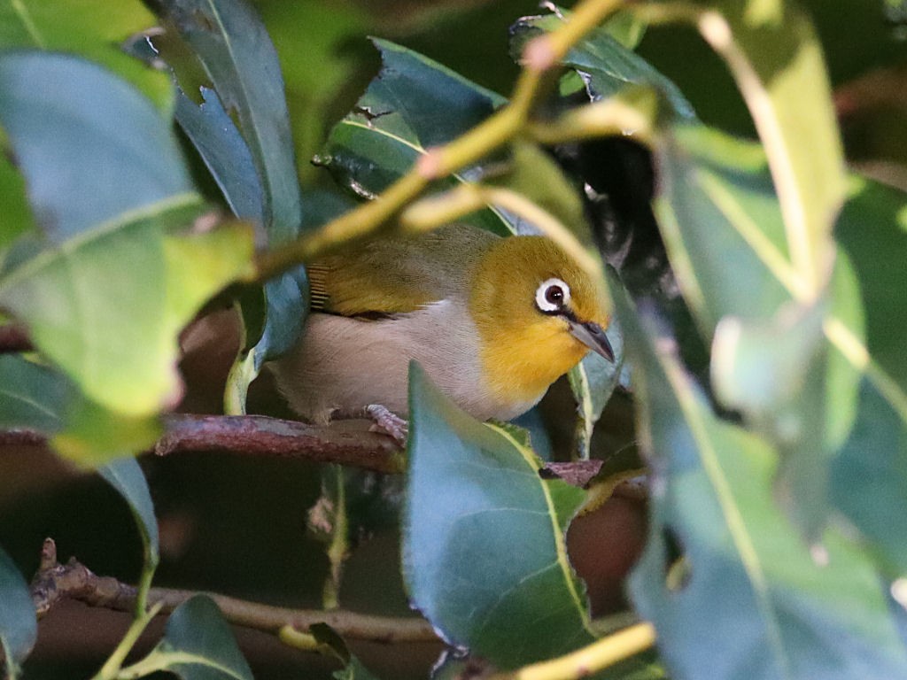 Silvereye - jannette and peter manins