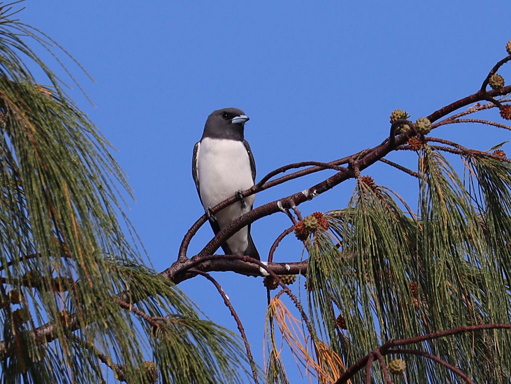 White-breasted Woodswallow - jannette and peter manins