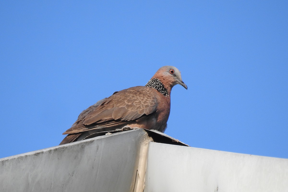 Spotted Dove - Chi-Lien (綺蓮) Hsueh (薛)
