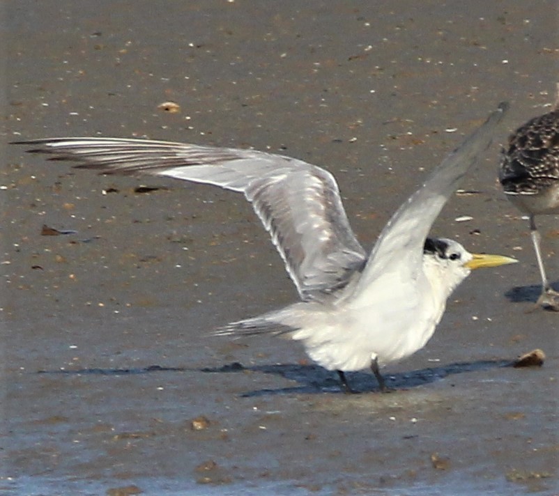 Great Crested Tern - Mary Clarke