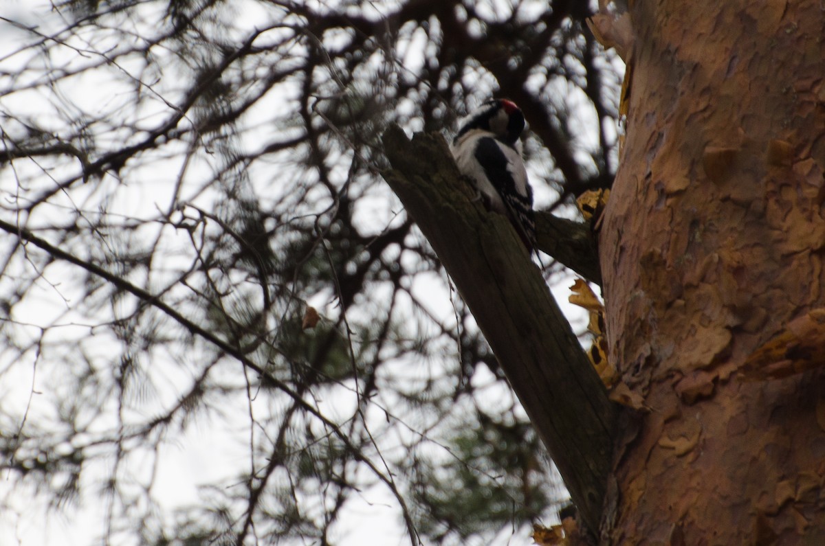 Great Spotted Woodpecker - Anonymous