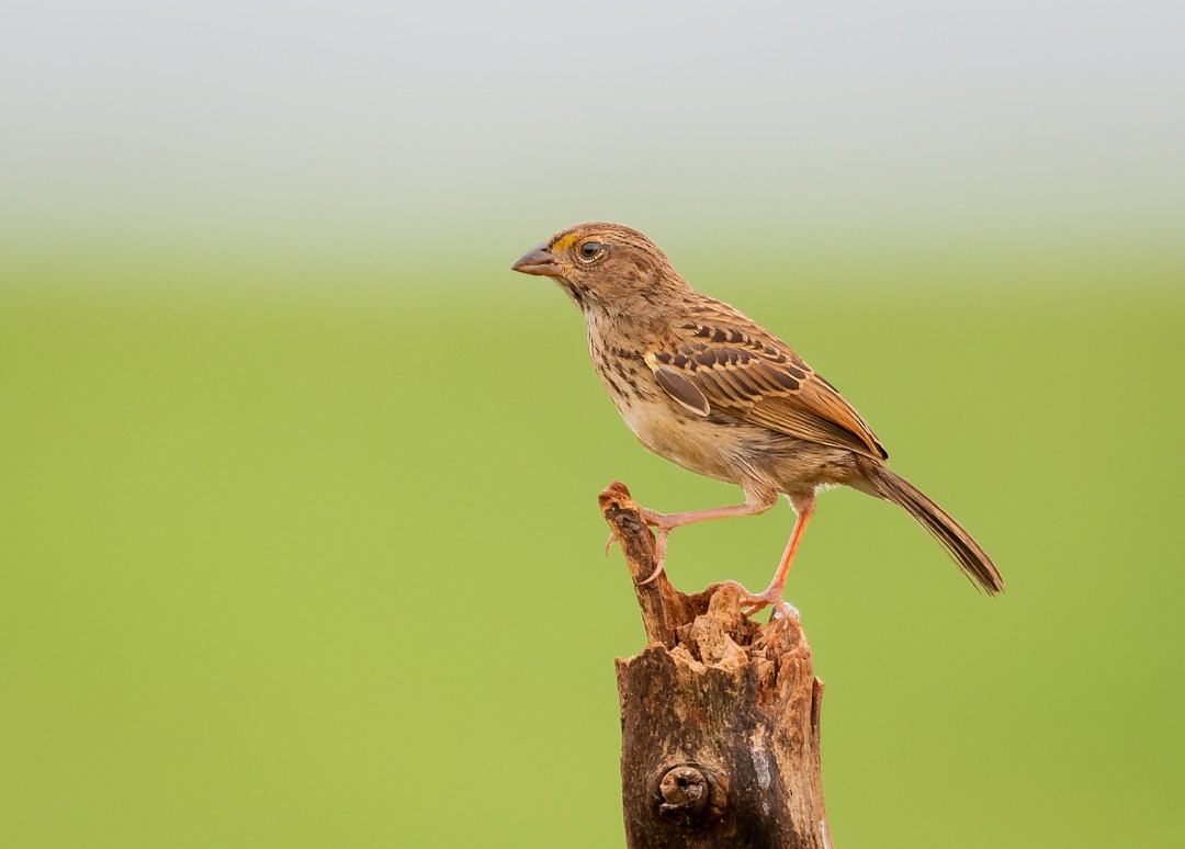 Grassland Sparrow - Giovan Alex