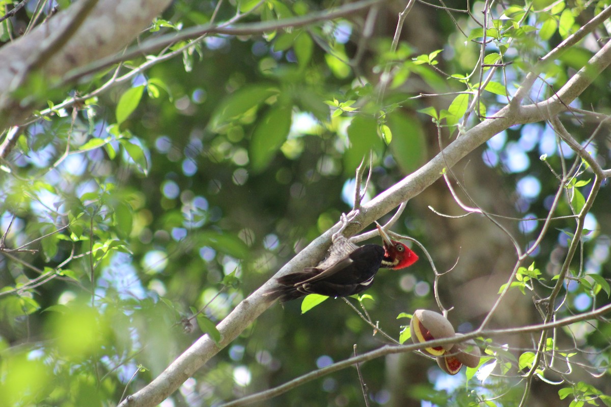Pale-billed Woodpecker - ML150164551