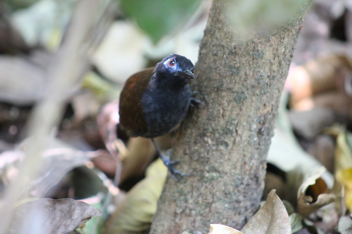 Chestnut-backed Antbird - Marie Chappell