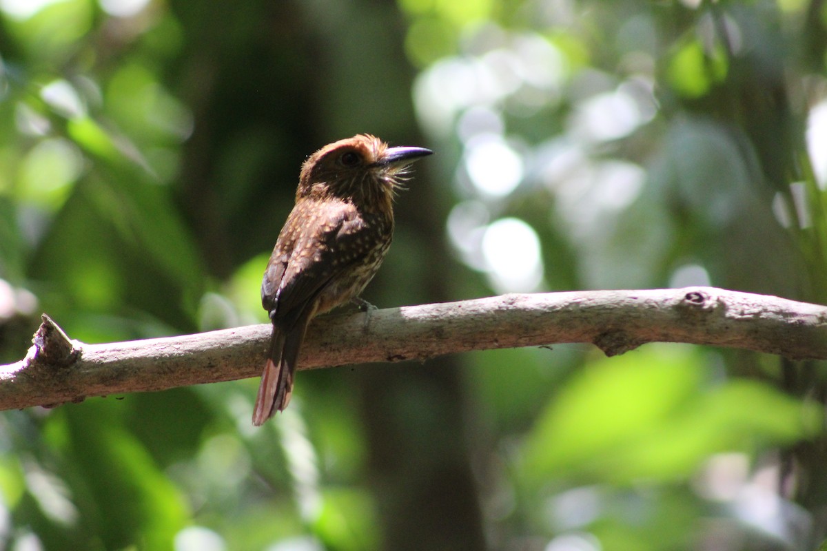 White-whiskered Puffbird - Marie Chappell