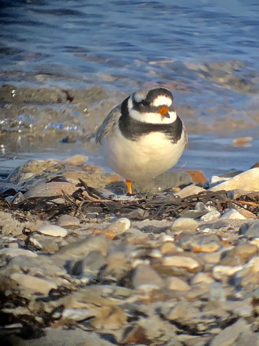 Common Ringed Plover - ML150165931
