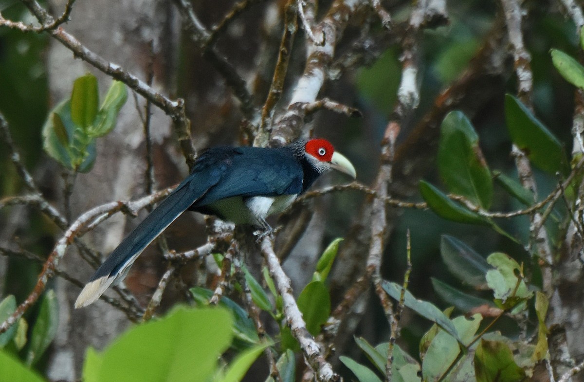 Red-faced Malkoha - ML150166381