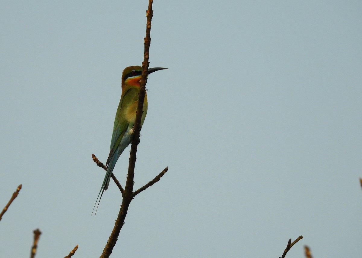 Blue-tailed Bee-eater - Mark Smiles