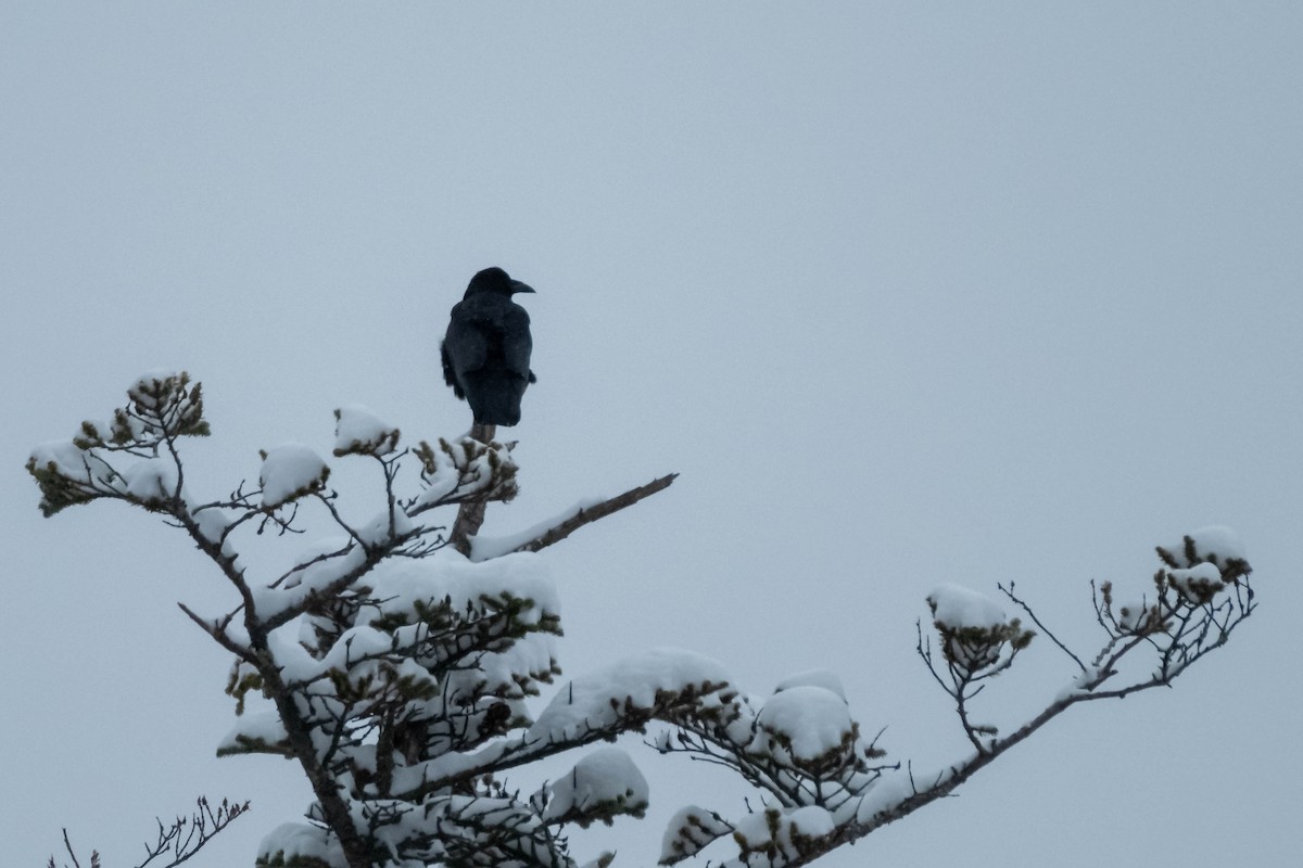 Large-billed Crow - Robert Johnson