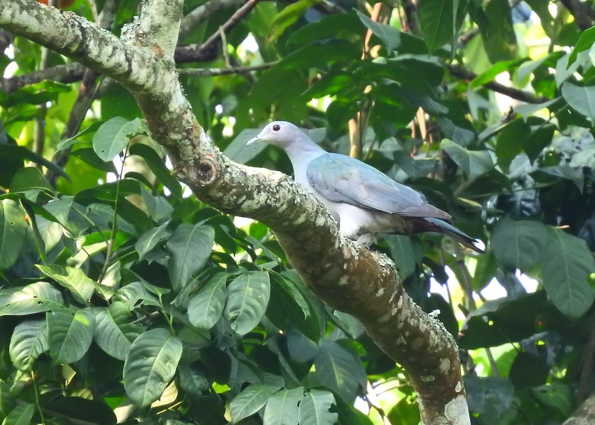 Green Imperial-Pigeon - Mark Smiles