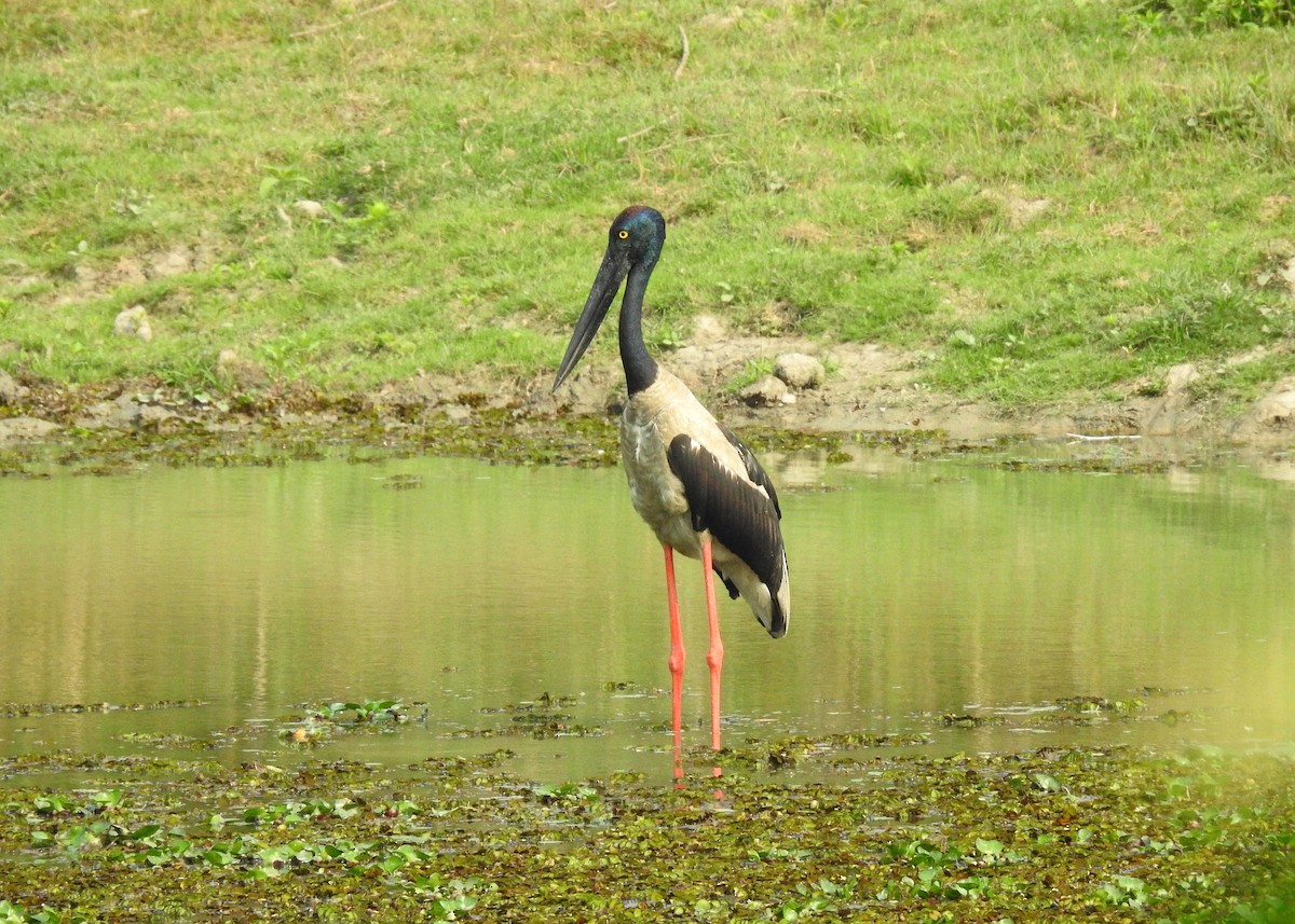 Black-necked Stork - ML150169451