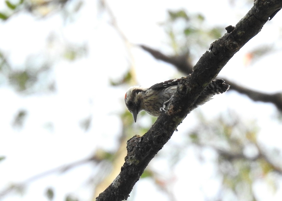 Gray-capped Pygmy Woodpecker - Mark Smiles