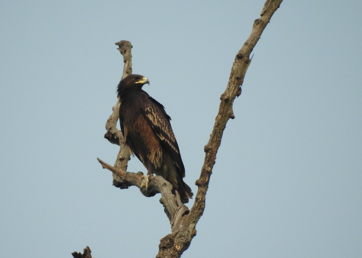 Greater Spotted Eagle - ML150169551