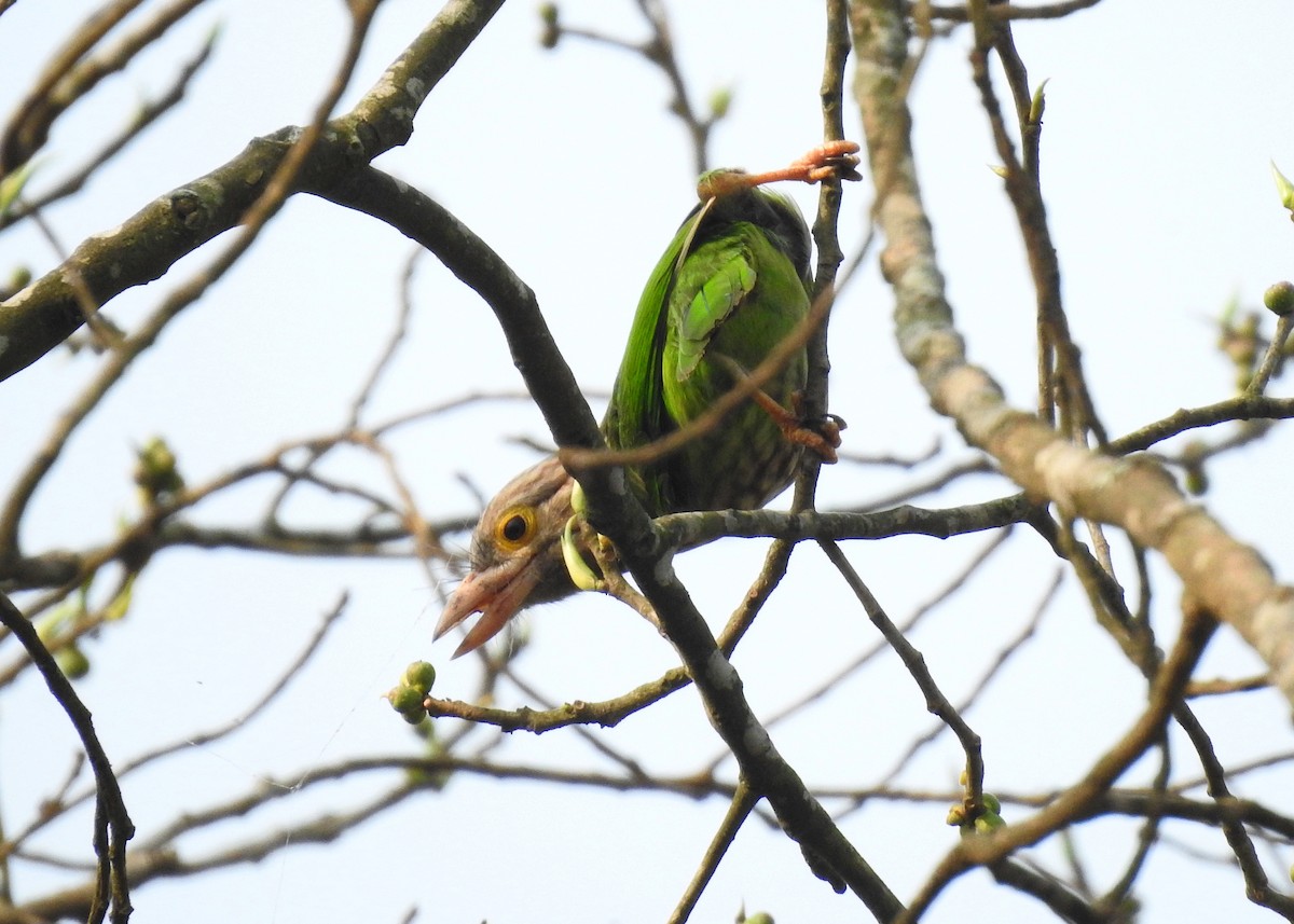 Lineated Barbet - ML150169631