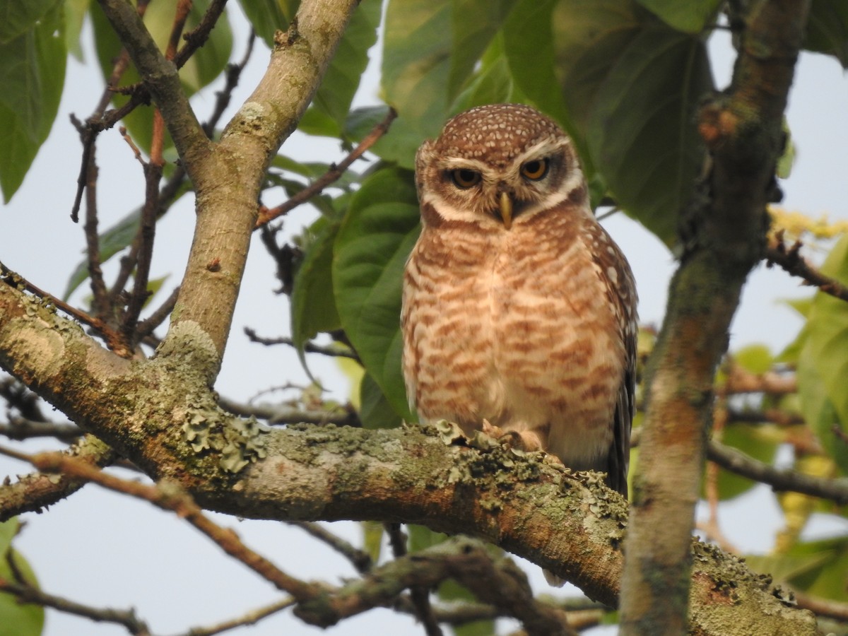 Spotted Owlet - Mark Smiles