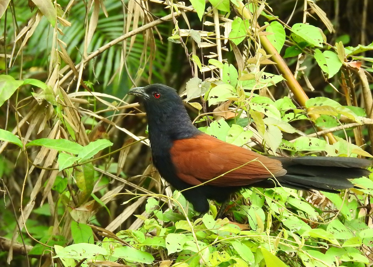 Greater Coucal - ML150170351