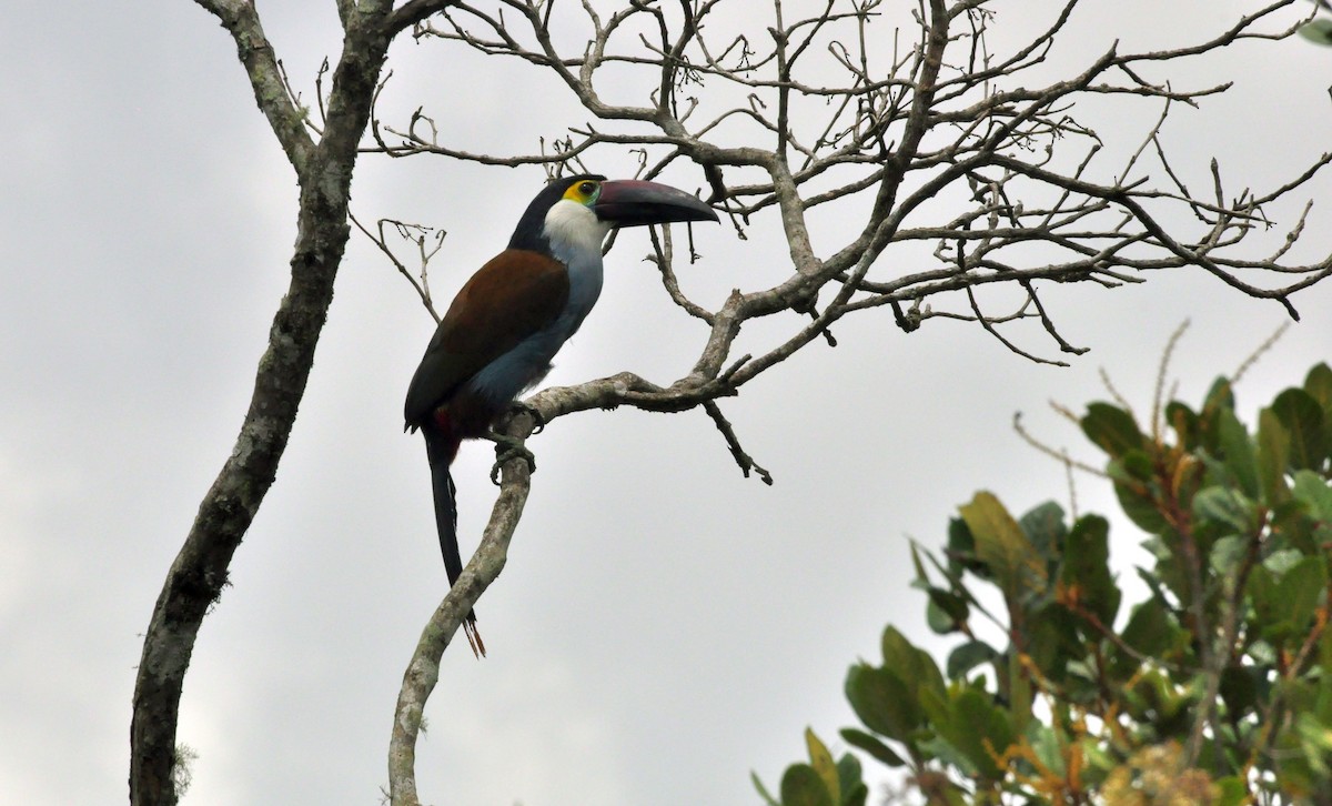 Black-billed Mountain-Toucan - Andres Angulo Rubiano