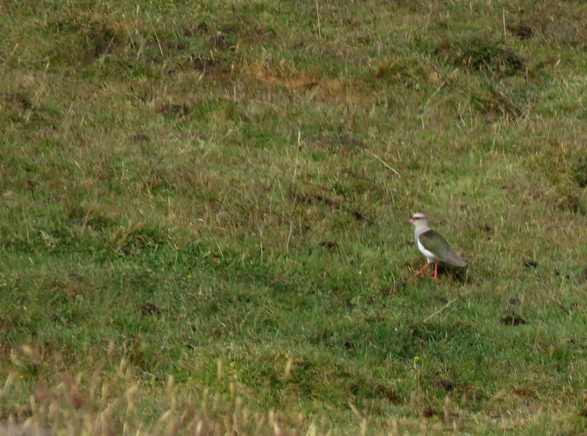 Andean Lapwing - ML150173071