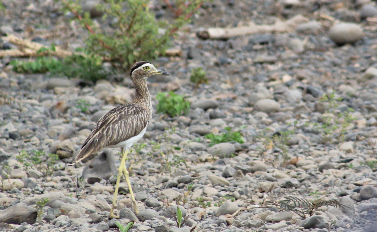 Double-striped Thick-knee - Marie Chappell