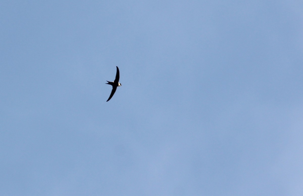 Lesser Swallow-tailed Swift - ML150173771