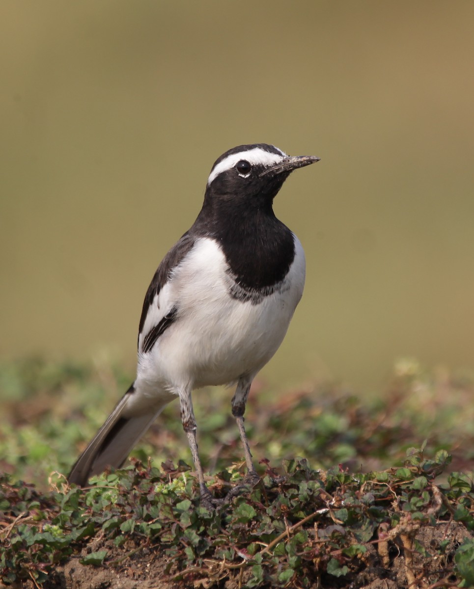 White-browed Wagtail - ML150174281