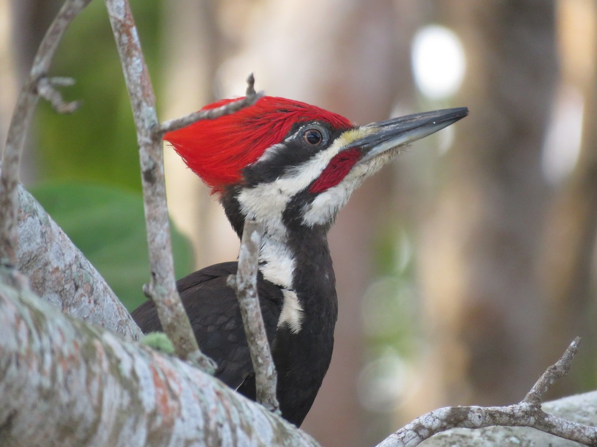 Pileated Woodpecker - ML150174841