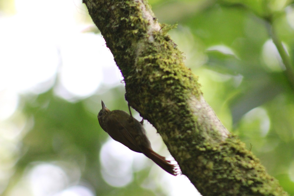 Wedge-billed Woodcreeper - Marie Chappell