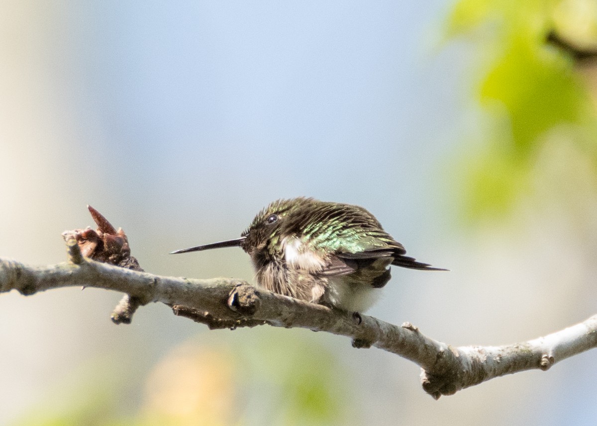 Ruby-throated Hummingbird - Charlie Bruggemann
