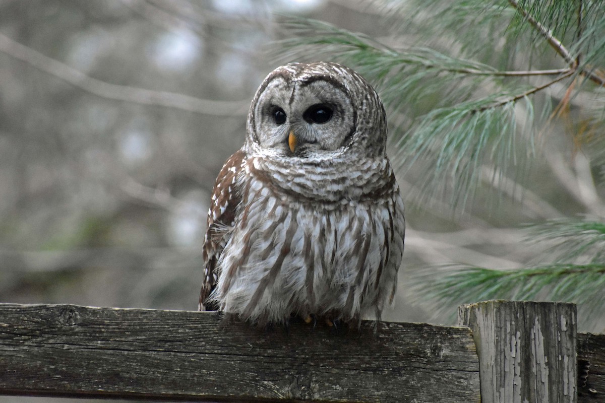 Barred Owl - Randolph Zimmerman