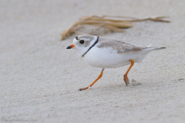 フエコチドリ Ebird