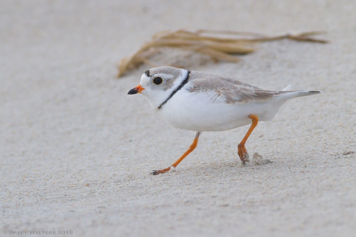 Piping Plover - ML150179471