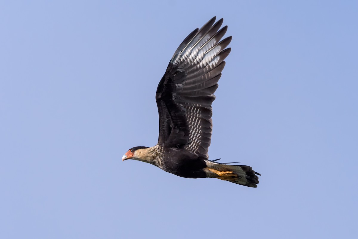 Crested Caracara (Southern) - ML150179991
