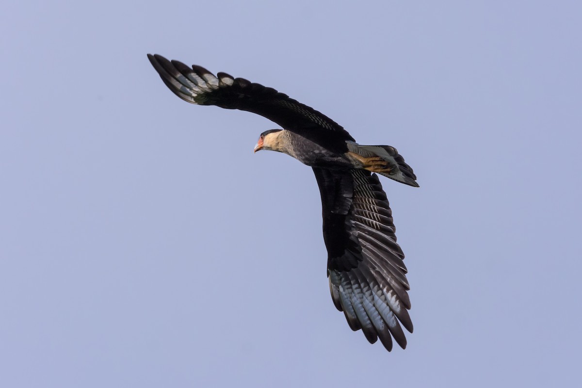 Crested Caracara (Southern) - ML150180011