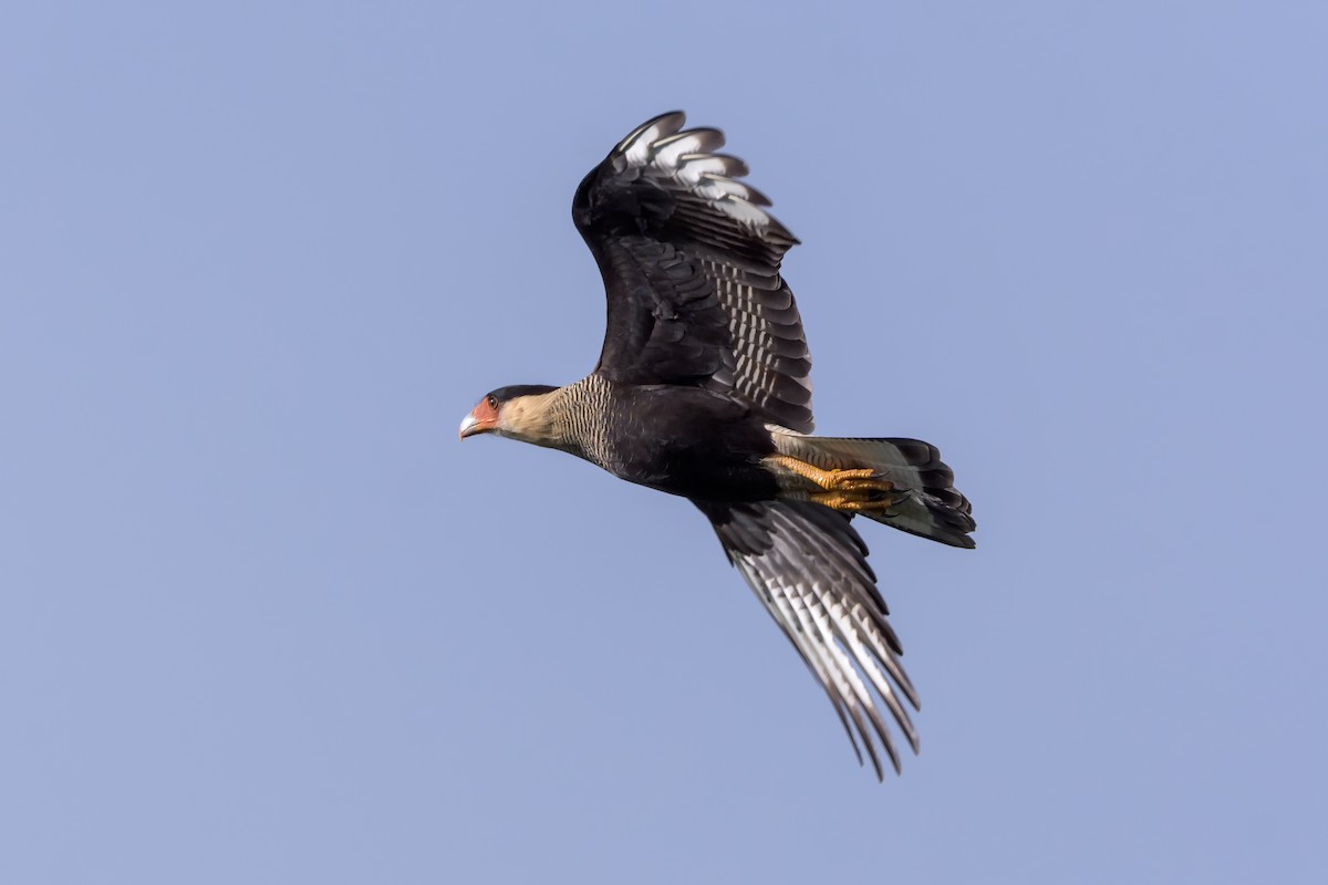Crested Caracara (Southern) - ML150180021